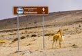 Wild vicuna at the foothills of Chimborazo National park, Ecuador