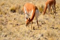 Wild vicuna grazing in Peru. Royalty Free Stock Photo