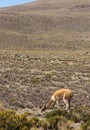 A wild Vicuna is grazing Royalty Free Stock Photo