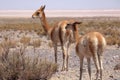 Wild Vicuna group, Vicugna vicugna, at Gran Salar, Argentina, South America. Royalty Free Stock Photo