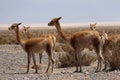 Wild Vicuna group, Vicugna vicugna, at Gran Salar, Argentina, South America. Royalty Free Stock Photo