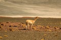 Wild Vicuna Relaxing at the Foothill of Los Flamencos National Reserve in Atacama Desert, Antofagasta Region, Northern Chile