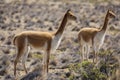 Wild Vicuna Royalty Free Stock Photo