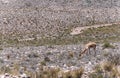 Wild vicuna vicuÃÂ±a or vicugna grazes in andean scenery of Peru. Aguada Blanca National Reserve, near Arequipa and Colca Canyon Royalty Free Stock Photo