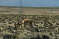 A wild vicunas is looking for something to eat in the wild of Peru.