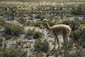 A wild vicunas is looking for something to eat in the wild of Peru.