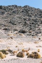 Wild vicunas on the road to Campo de Piedra Pomez, Catamarca, Argentina