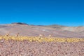 Wild vicunas on the road to Campo de Piedra Pomez, Catamarca, Argentina