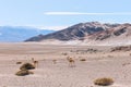 Wild vicunas on the road to Campo de Piedra Pomez, Catamarca, Argentina