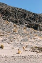 Wild vicunas on the road to Campo de Piedra Pomez, Catamarca, Argentina