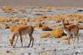 Wild Vicunas Vicugna vicugna at the Laguna Colorada, Altiplano, Bolivia, South America