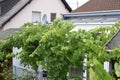 wild vine arch at a house Royalty Free Stock Photo