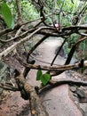 Wild vine block the walkway in the forest, climber plant allover the way Royalty Free Stock Photo