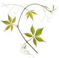 Wild vine branch with green fresh leaves isolated on white background Royalty Free Stock Photo