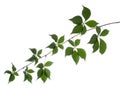 Wild vine branch with green leaves isolated on white background Royalty Free Stock Photo