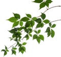 Wild vine curved branch with green leaves isolated on white background Royalty Free Stock Photo