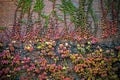 wild vine with red and green leaves climbing Royalty Free Stock Photo