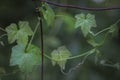 Wild vine on rustic rural fencing
