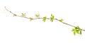 Wild vine twig Royalty Free Stock Photo