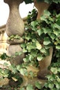 Wild vines climbing up the pillars