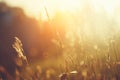 Wild vintage grass field at sunset or sunrise Royalty Free Stock Photo