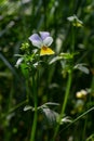 Wild Viola Arvensis, Field Pansy flowerbed abloom. Beautiful wild flowering plant used in alternative herbal medicine. Outdoor