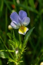 Wild Viola Arvensis, Field Pansy flowerbed abloom. Beautiful wild flowering plant used in alternative herbal medicine. Outdoor