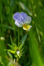 Wild Viola Arvensis, Field Pansy flowerbed abloom. Beautiful wild flowering plant used in alternative herbal medicine. Outdoor