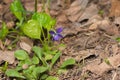 Wild viola flower among dry leaves