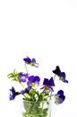 Wild viola flower in a glass vase Royalty Free Stock Photo