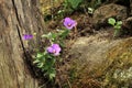 Wild Viola tricolor