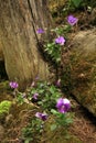 Wild Viola tricolor