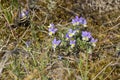 Wild viola tricolor