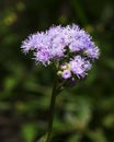 Wild Violate Flower on blurry Background