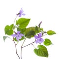 Wild violet Royalty Free Stock Photo