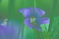 Wild violet