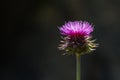 Wild violet flower Royalty Free Stock Photo