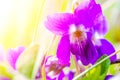 Wild violet flower in the sunlight on a meadow on a spring morning. Royalty Free Stock Photo