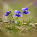 Wild violet flowers Royalty Free Stock Photo