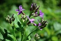 Wild violet flowers are blooming Royalty Free Stock Photo