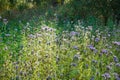 Wild violet flowers. Glade with many wildflowers. Summer Royalty Free Stock Photo