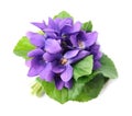 Wild violet flowers Royalty Free Stock Photo