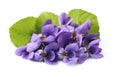 Wild violet flowers with leaves Royalty Free Stock Photo