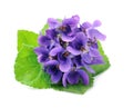 Wild violet flowers with leaves Royalty Free Stock Photo