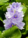 Wild violet flowers with a peacock feather pattern Royalty Free Stock Photo