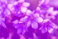 Wild violet flowers Royalty Free Stock Photo