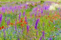 wild violet flowers and red poppies in a summer flowering field Royalty Free Stock Photo