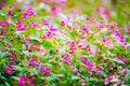 Wild violet forest flowers