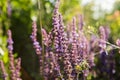 Wild violet lavender floral background Royalty Free Stock Photo