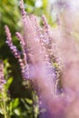 Wild violet lavender floral background Royalty Free Stock Photo